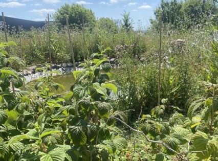 wild garden and on-site vegetable garden